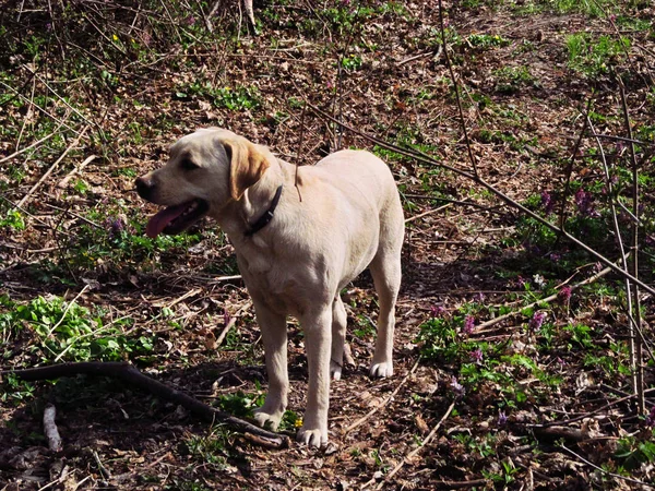 ラブラドルレトリバー 春の森の犬 — ストック写真