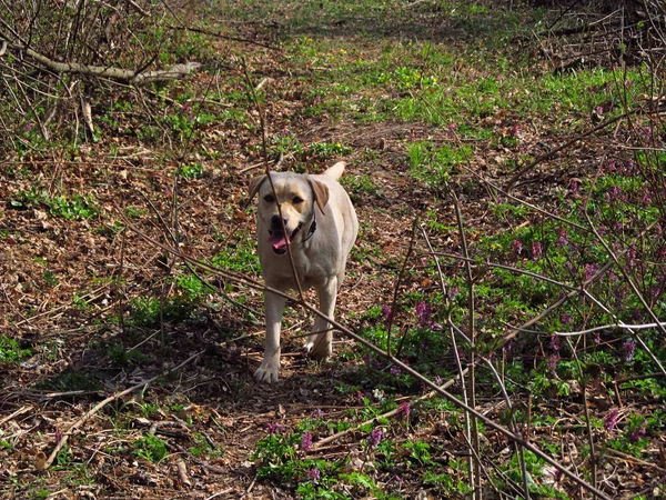 Labrador Retriever Hund Frühlingswald — Stockfoto