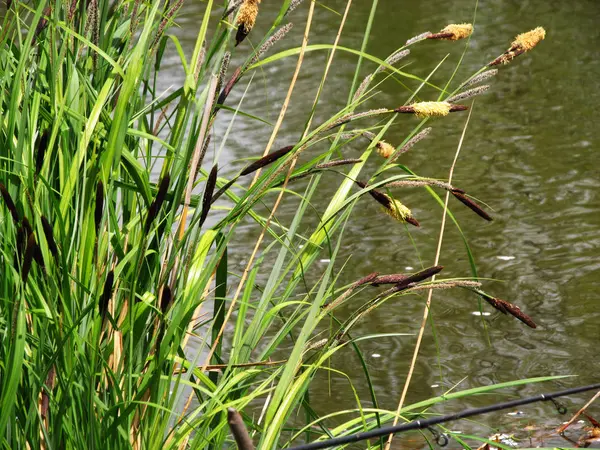 Grünpflanzen Ufer Des Flusses — Stockfoto