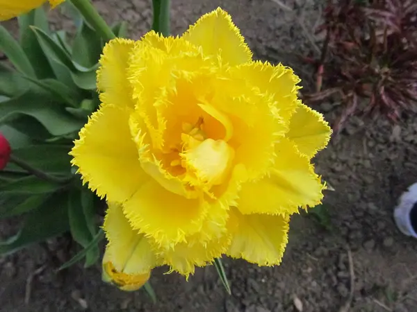 Yellow Tulip Ragged Petals Macro Shooting Tulip — 스톡 사진