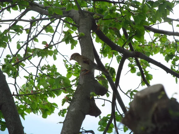 Σπουργίτι Στο Κλαδί Πουλί Ένα Δέντρο — Φωτογραφία Αρχείου