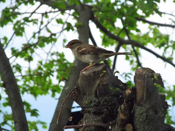 Sparrow Een Treein Het Park — Stockfoto