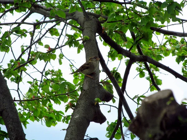 Sperling Auf Dem Ast Vogel Auf Einem Baum — Stockfoto