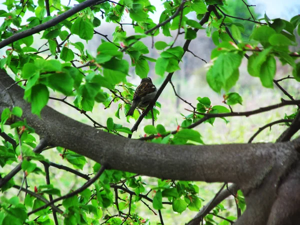 Σπουργίτι Στο Κλαδί Πουλί Ένα Δέντρο — Φωτογραφία Αρχείου