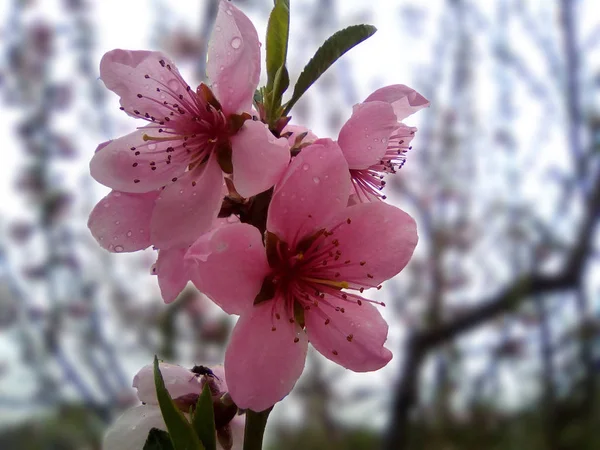 Peach Flower Macro Photography Drops Dew Flower — Stock Photo, Image