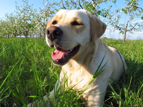 Labrador Retriever Zielona Trawa Słoneczny Dzień Pies Jest Szczęśliwy Uśmiechnięty — Zdjęcie stockowe