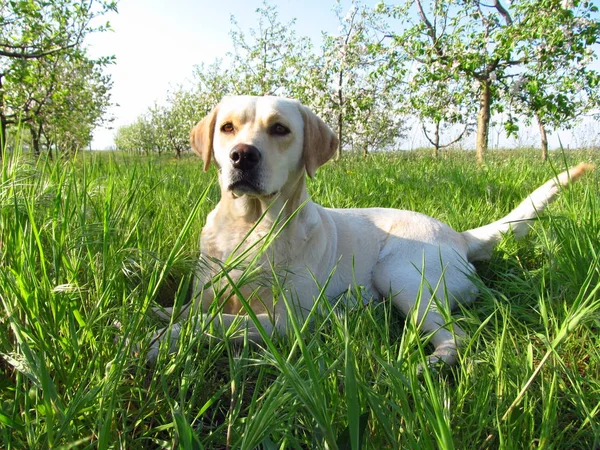 Labrador Retriever Groen Gras Zonnige Dag Hond Blij Glimlachend — Stockfoto