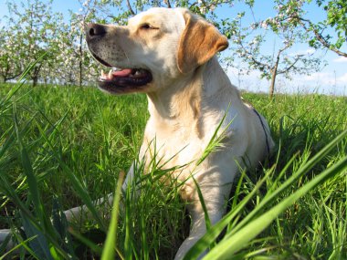 Labrador Retriever yeşil çim güneşli gün köpek mutlu ve gülümsüyor