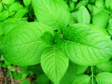 Geniş ot yeşili çimenler. Ormandaki bitkinin arka plan görüntüsü.