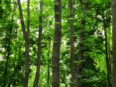 Orman, yeşil arka plan, bitkiler, bahar günü ağaçların doku.
