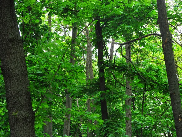 Foresta Sfondo Verde Piante Struttura Alberi Giorno Primavera — Foto Stock