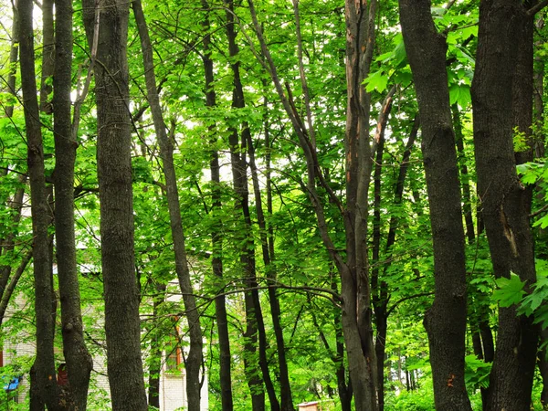 Foresta Sfondo Verde Piante Struttura Alberi Giorno Primavera — Foto Stock