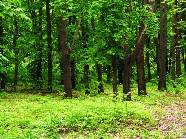 Foresta Sfondo Verde Piante Struttura Alberi Giorno Primavera — Foto Stock