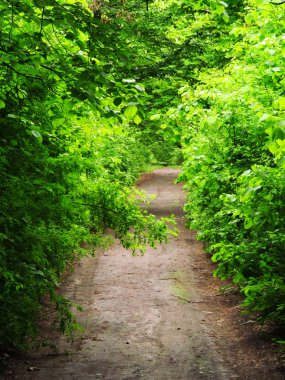 Yeşil orman, ağaçlar arasındaki yol, yapraklı dallar, çalılar, arka plan doğa.