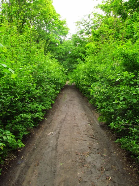 Bosco Verde Sentiero Tra Alberi Rami Con Foglie Cespugli Sfondo — Foto Stock