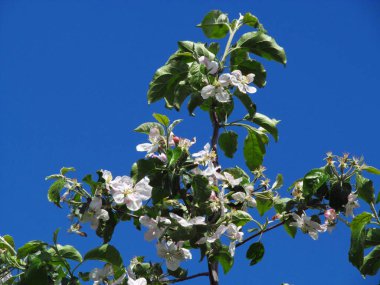 Güzel bahar, arka plan doğa, gökyüzü, nigilli çiçekleri. Mavi.