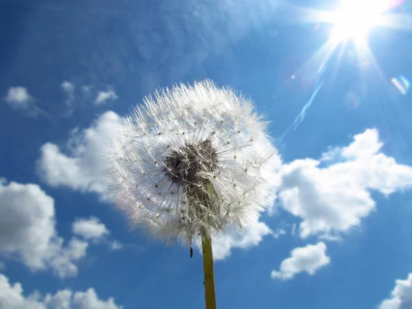 Dandelion Obloze Mraky Modré Pozadí — Stock fotografie