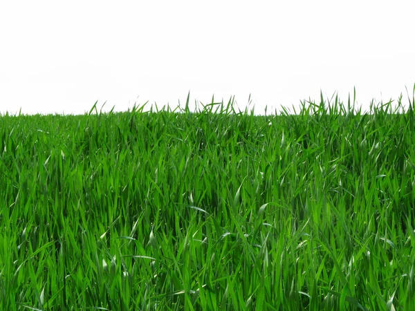 Pšeničné Pole Pšeničné Pole Pšenice Zelené Pozadí Mladé Pšenice Poli — Stock fotografie