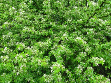 Çalılar ile birçok yapraklı bitkiler güzel bir yeşil doku / desen / duvar kağıdı oluşturmak.