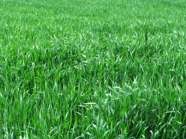 Campo di grano, campo di grano, grano — Foto Stock