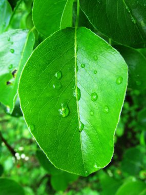 Yeşil üzerine makro su damlası bahçede seçici odak doğa yakın bitki bırakın