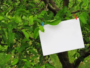 Bir ağaç, yeşil yapraklar, yazıt için beyaz bir kağıt parçası, dekoratif clothespins ile yapraklarına bağlı bir kağıt parçası