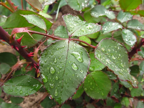Wet bright green rose leaves with red streaks and red contours. Fresh rose leaves after rain with big clear water drops closeup. Beauty of nature in summertime. Rain drops closeup on rose bush branch