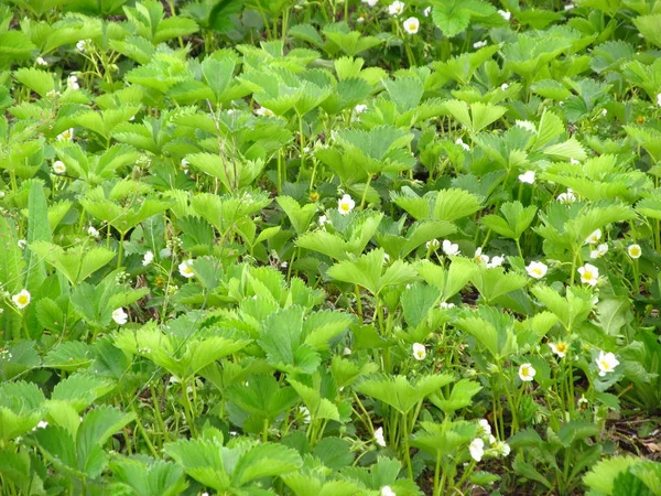 Dimmig morgon soluppgången i strawberry trädgård på doi angkhang berg, chiangmai: thailand — Stockfoto