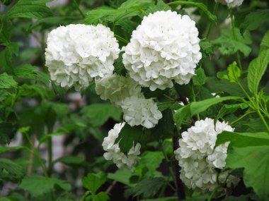 Ortanca çiçekleri. Ortanca'nın Ev Bahçesi Çiçekli Ortanca Beyaz. Ortancanın büyük çiçeği.