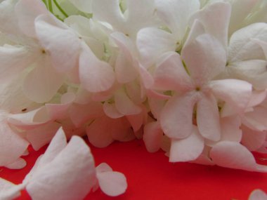 Kırmızı arka plan üzerinde Ortanca yaprakları, beyaz doku, yeşil broşürler