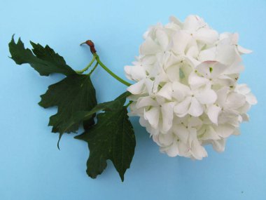 Ortanca çiçekleri. Çiçekli ortanca beyazdır. Ortancanın büyük çiçeği. Mavi arka planda çiçek.