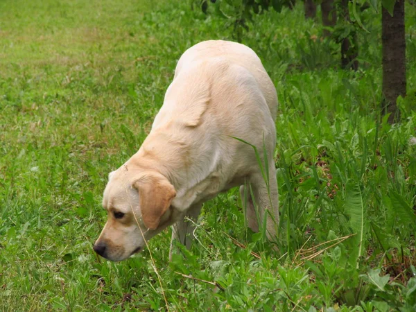 Vackra labrador promenader i trädgården — Stockfoto