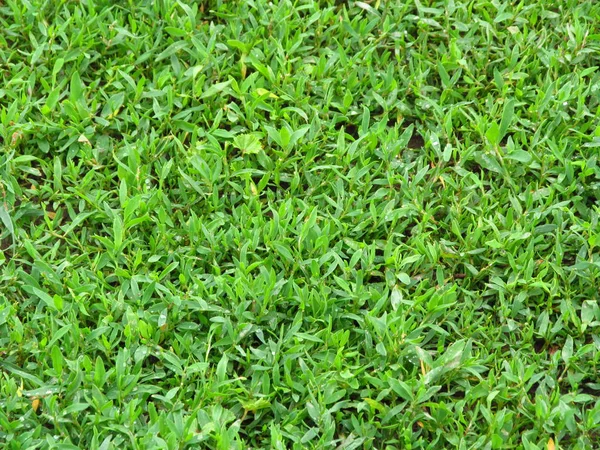 Groen gras. Duizendknoop varkensgras. Medicinale plant. Groenvoedergewassen. Horizontale foto — Stockfoto