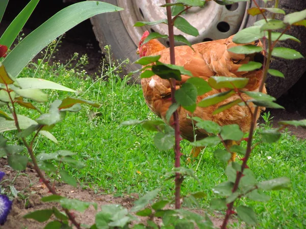 Bild des Hühnerkopfes auf natürlichem Hintergrund. — Stockfoto