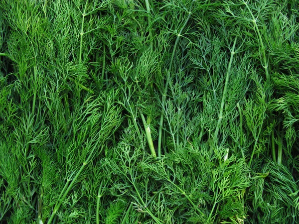 L'aneto (Anethum graveolens) è un'erba annuale della famiglia delle Apiaceae . — Foto Stock