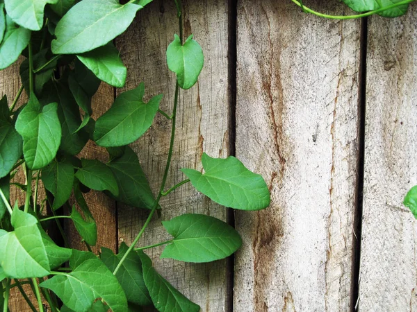 Convolvulus crece en pared de madera envejecida agrietada pintada pla madera —  Fotos de Stock