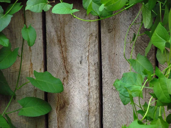 Convolvulus crece en pared de madera envejecida agrietada pintada pla madera — Foto de Stock