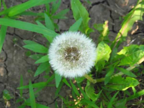 Dandelion blowing seeds in the wind. — Stock Photo, Image