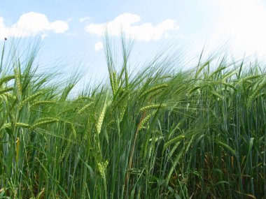 Arpa buğday unu, arpa ekmeği, arpa bira, biraz viski, biraz votka ve hayvan yem için kullanılır.