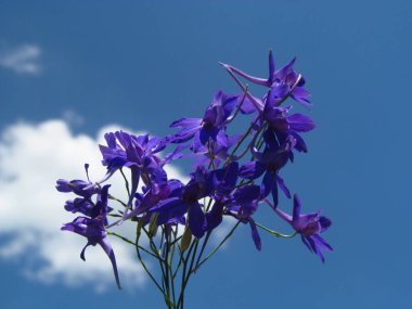 Delphinium Koruyucu Çiçek. Makro çekim. Mavi gökyüzü ile yumuşak odak arka plan. Florian polis, Santa Catarina / Brezilya