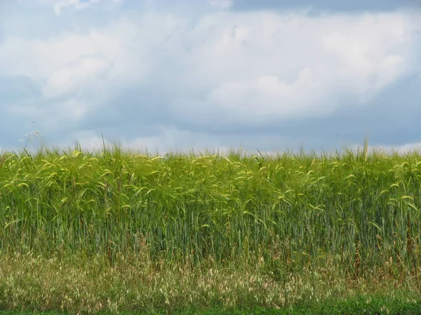 Grünes Gerstenfeld mit bewölktem Himmel — Stockfoto