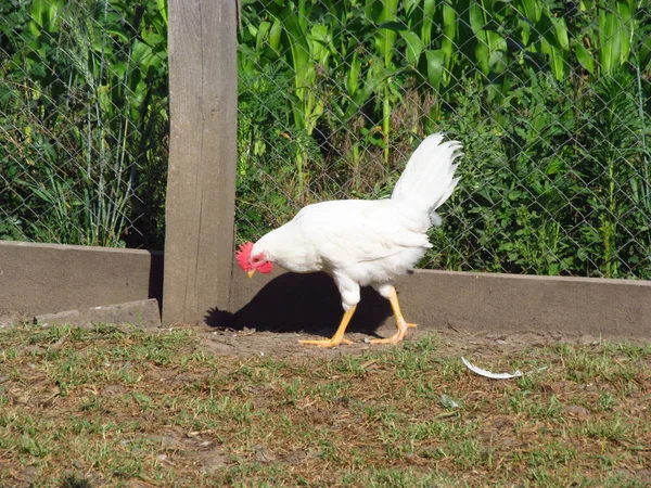 Leghorn tavuk yakın