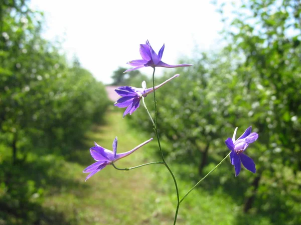 harebell kır çiçekleri - campanula rotundifolia çayırda