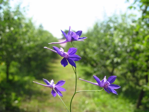 Harebell flores silvestres - Campanula rotundifolia en el prado —  Fotos de Stock