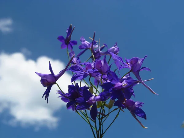 Flor do Guardião do Delphinium. Macro shot. Fundo de foco suave com céu azul. Florianópolis, Santa Catarina / Brasil — Fotografia de Stock