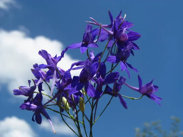 Flor do Guardião do Delphinium. Macro shot. Fundo de foco suave com céu azul. Florianpolis, Santa Catarina — Fotografia de Stock