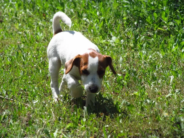 纯种杰克罗素梗犬在户外在性质上草草甸的一个夏日. — 图库照片