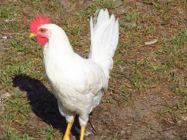 Leghorn chicken close up — Stock Photo, Image