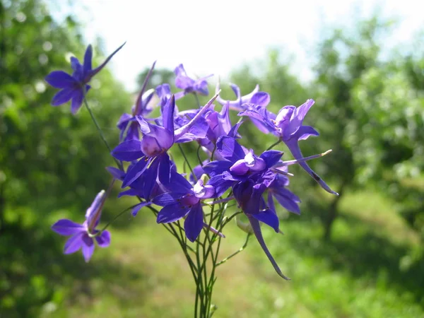 Harebell flores silvestres - Campanula rotundifolia en el prado —  Fotos de Stock