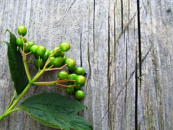 Zwei Zweige Herbstblätter (spiraea vanhouttei) und kleine rote Früchte auf dunkelblau-grün lackiertem Holzgrund. — Stockfoto